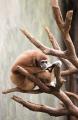 IMG_8550 gibbon in jungle tree